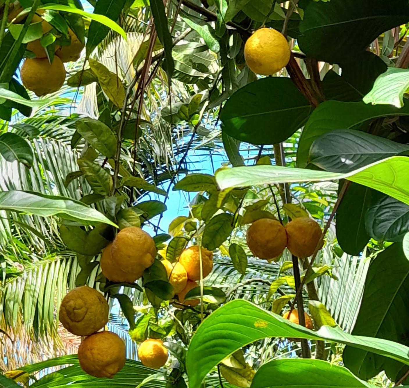 Plantation RAVILY
