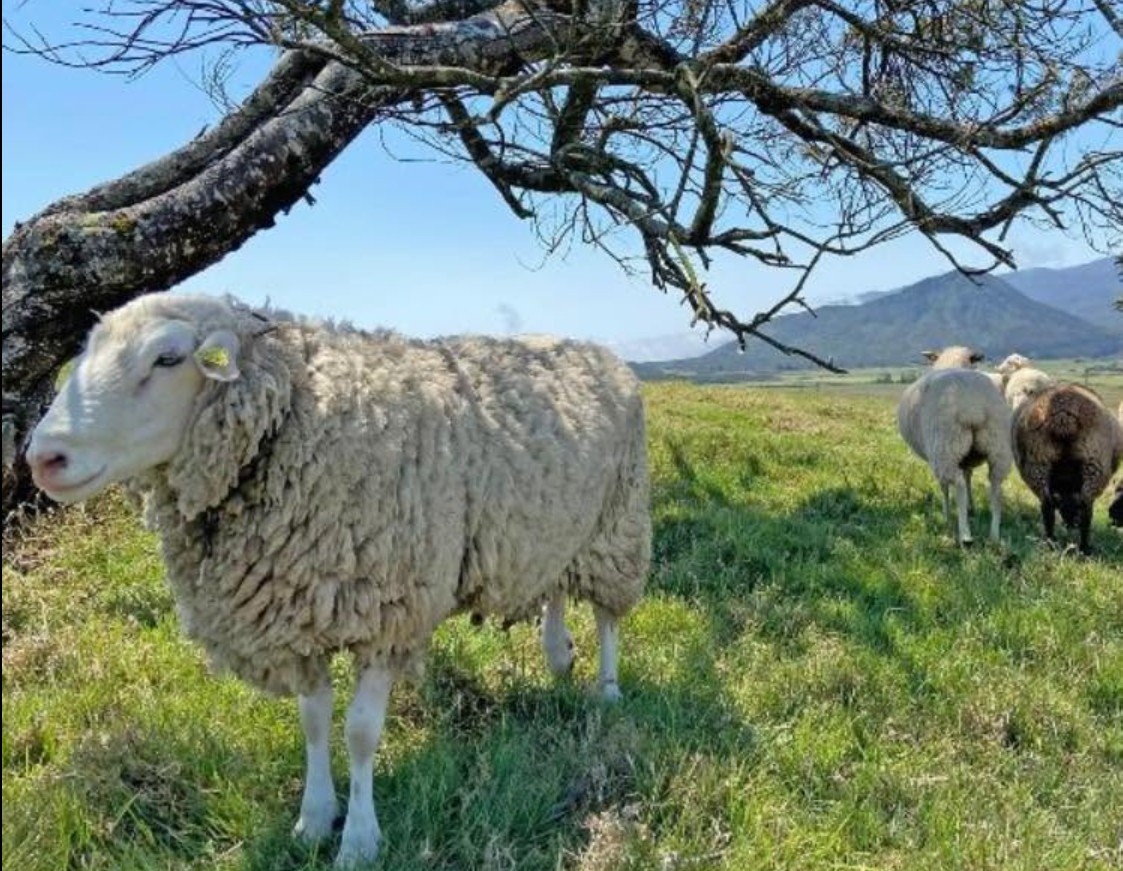 L'Agneau de Campagne