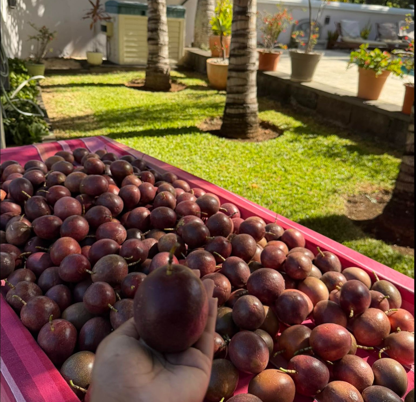 Fruits De La Passion Péi