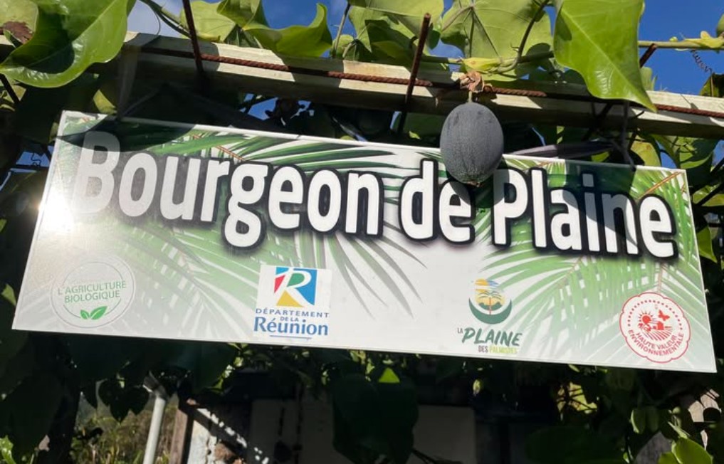 Bourgeon De Plaine