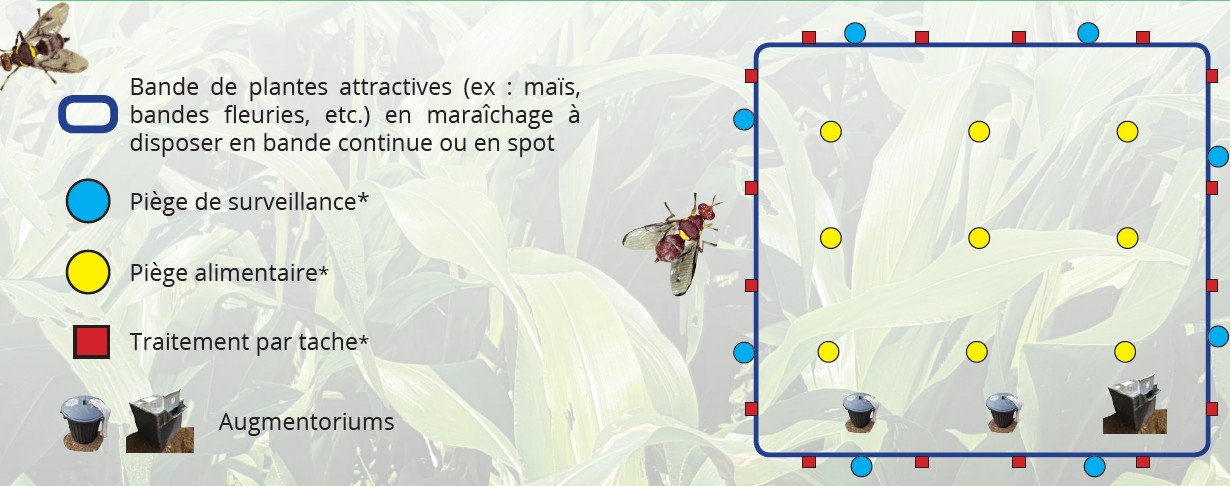 La lutte contre les mouches des fruits à La Réunion 2