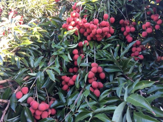 Réduire les pertes post-récolte : les leviers concrets pour préserver la qualité des fruits péï