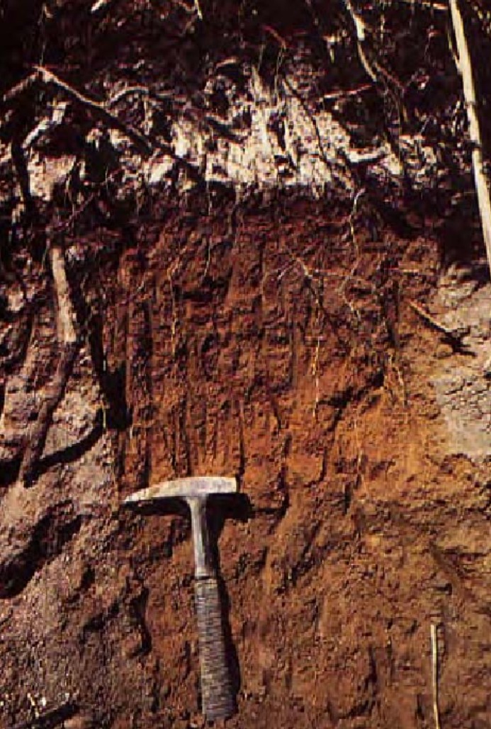 Gérer la fertilité des sols volcaniques (andosols) à la Réunion