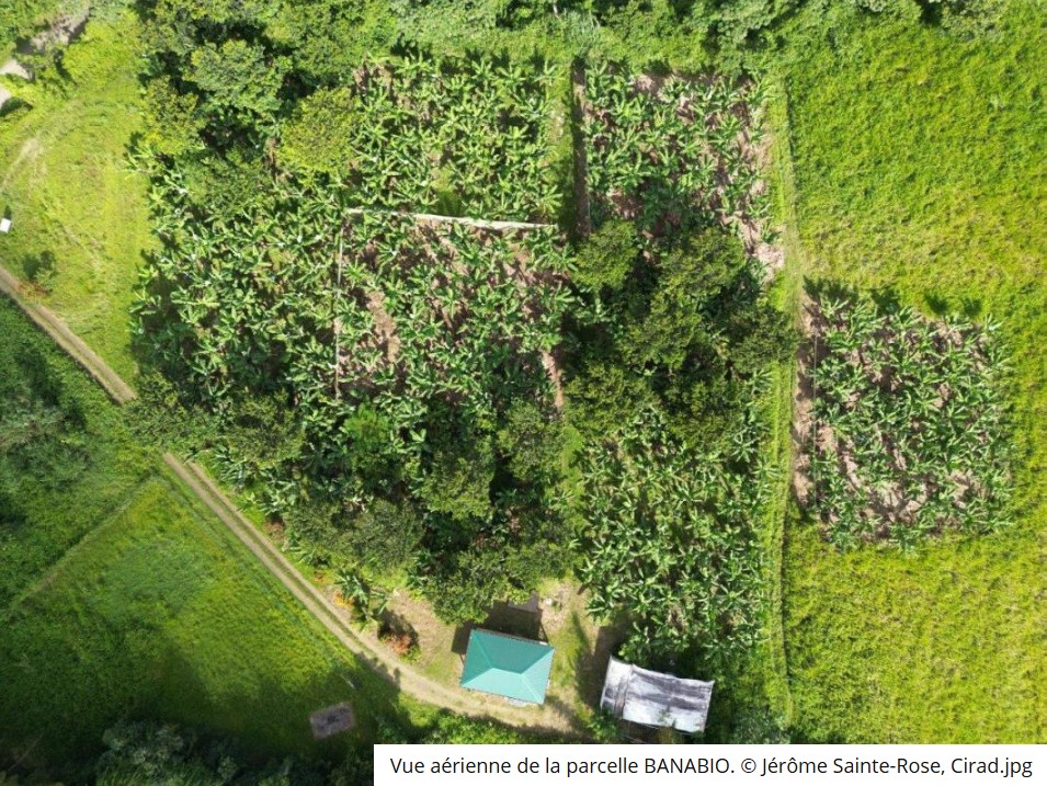 Agroforesterie et cultures associées : ombrage, diversification et biodiversité fonctionnelle